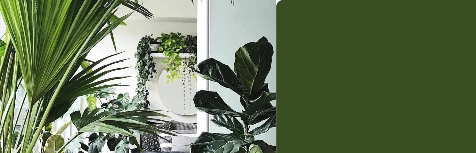 The best plant for every room in the house Canberra Outlet